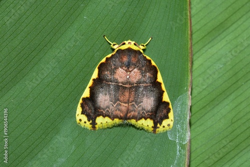 Closeup of a beauttiful Moth in nature, Thailand. Macro image of a colorful moth.