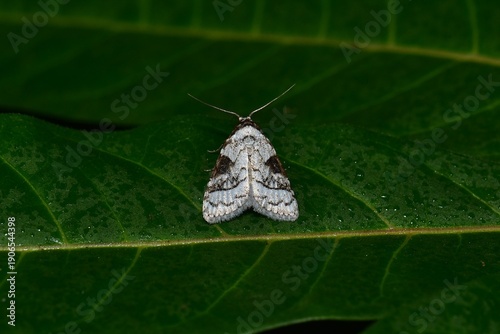 Closeup of a beauttiful Moth in nature, Thailand. Macro image of a colorful moth.