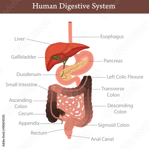 Detailed anatomical illustration of the human digestive system, showcasing organs like the liver, stomach, intestines, and pancreas with clear labels.