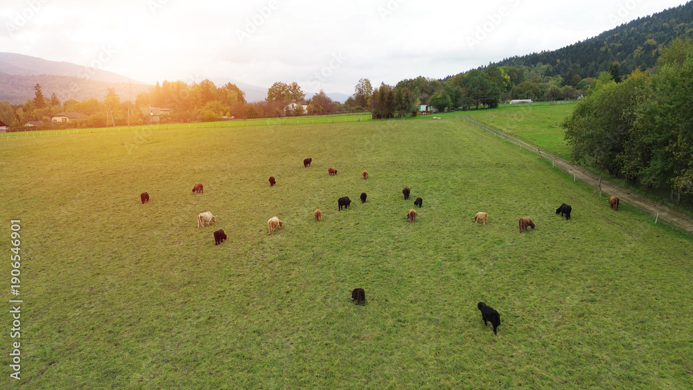 custom made wallpaper toronto digitalCows grazing near autumn forest.