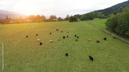 Wallpaper Mural Cows grazing near autumn forest. Torontodigital.ca