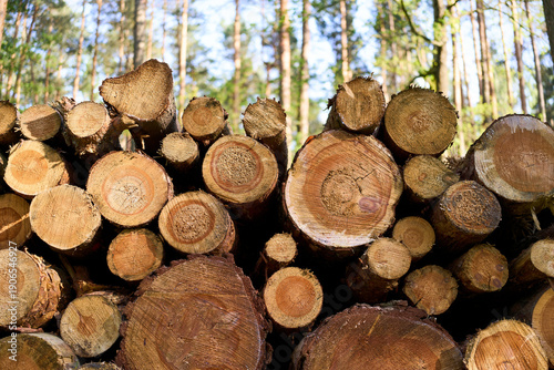 Wallpaper Mural Tree trunks piled beneath a clear sky Torontodigital.ca