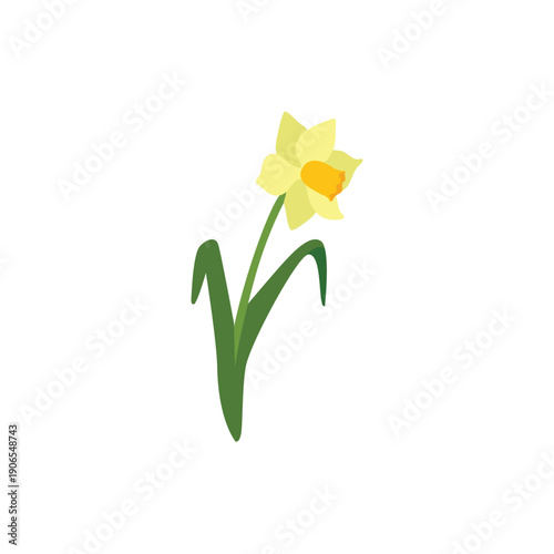 Yellow narcissus on a white background