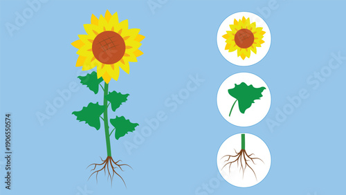 Sunflower and roots. Vector illustration of sunflower and roots.