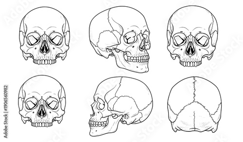 Human skull anatomy set in multiple angles black outline vector