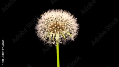 dandelion on black background