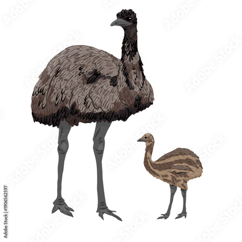 A female emu and her chick. Realistic vector animal
