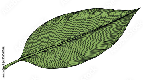 Detailed engraving of a single large green leaf with intricate vein patterns and fine line work on a white background.
