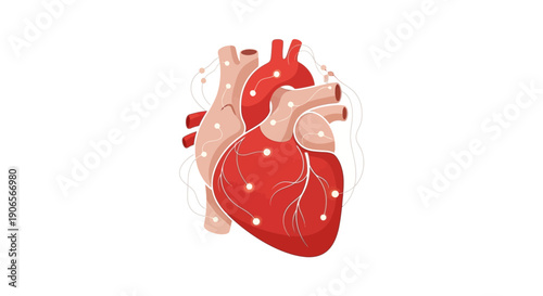 Anatomical illustration of a human heart from a front viewpoint showing detailed cardiac structures