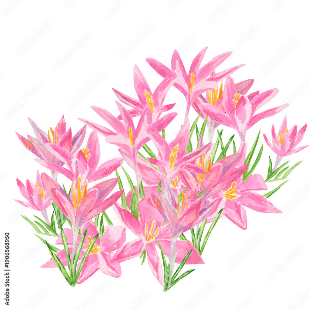 Obraz premium Spring flower. Delicate watercolor illustration features pink crocus flowers with soft golden centers and fresh green leaves. Perfect for greeting cards, floral designs, and spring-themed projects
