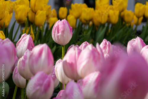 ピンクと黄色のチューリップの畑のクローズアップ