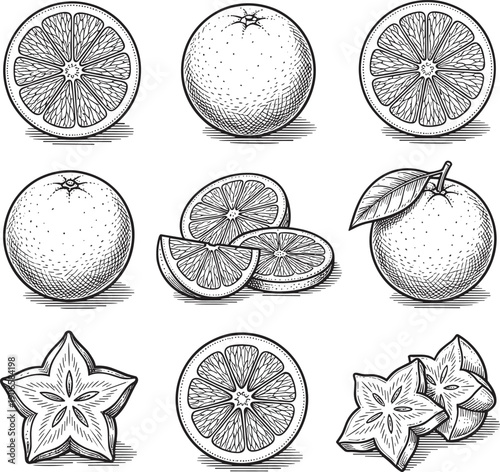 Vintage hand drawn citrus fruit illustration set with orange slices starfruit engraving style black and white vector design