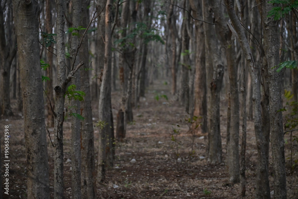 Fototapeta premium Dense forest scene with tall, slender trees lining a narrow path.