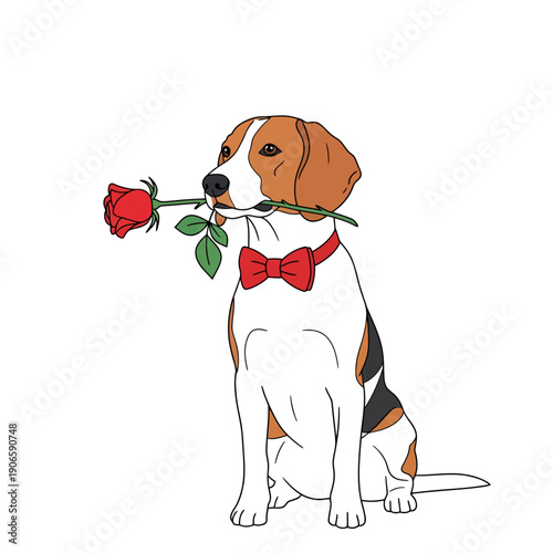 Adorable beagle dog sitting and holding a red rose in mouth with red bowtie around neck on white background, cute cartoon style, Valentine's Day concept with sweet pet