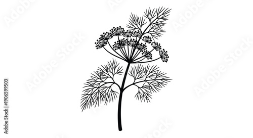 A delicate black and white illustration of a dill plant with intricate details