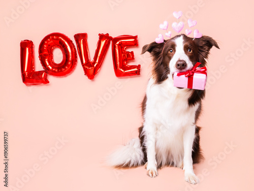 Adorable border collie dog with balloons wearing bow tie with happy expression for birthday card or celebration with copy space