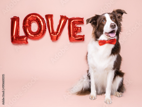 Adorable happy border collie dog posting happy for valentines day or birthday with balloons and copy space