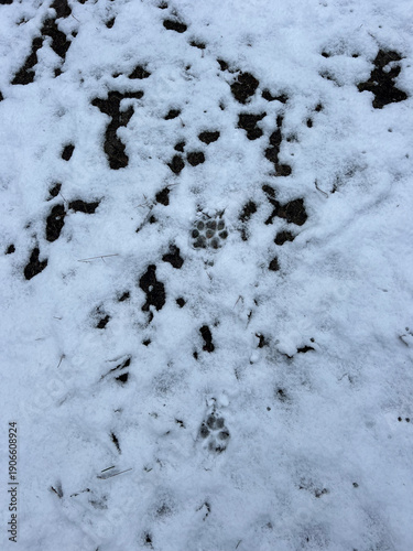 Close-up of animal paw prints pressed into fresh snow, revealing dark ground beneath
