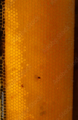 Freshly harvested raw honeycomb close up