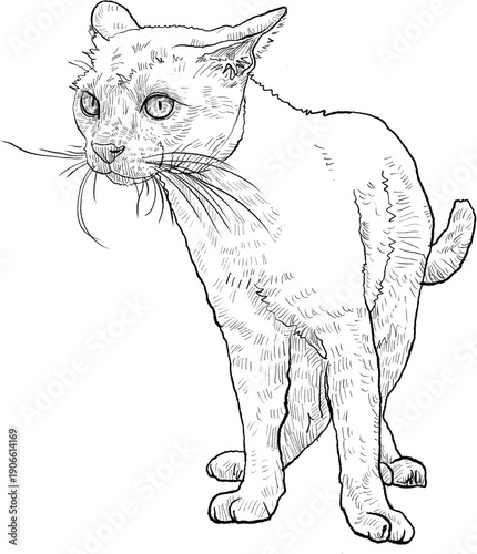 Drawing animal hand drawn cat illustration vintage style black line sketch feline standing profile detailed whisker expressive