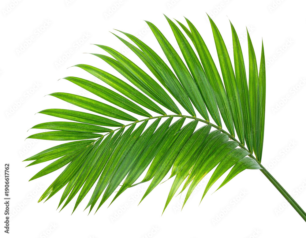 Obraz premium A vibrant, detailed overhead shot featuring a close-up of a lush, green palm frond against black