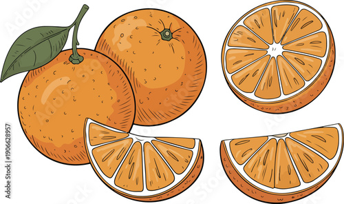 Hand Drawn Orange Fruit Illustration Set Whole Oranges, Slices, and Citrus Elements