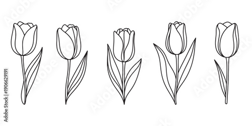 A detailed illustration showcasing the growth stages of a tulip flower 