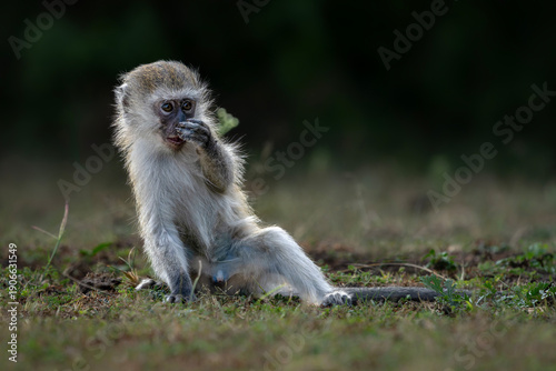 Canvas Print Baby vervet monkey (Chlorocebus pygerythrus)
