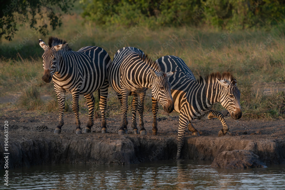 Obraz premium Family Burchell's zebra (Equus burchellii), Lake Mburo National Park, Uganda, Africa. 