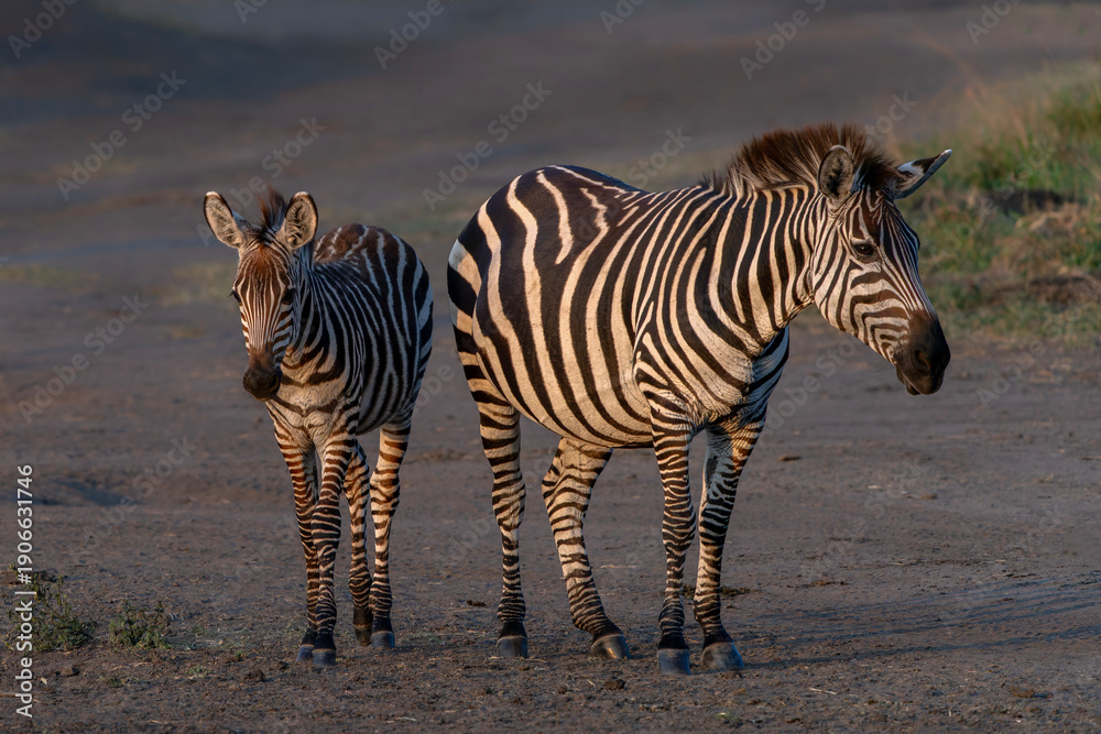 Obraz premium Gorgeous Burchell's zebra mom with young (Equus burchellii), Lake Mburo National Park, Uganda, Africa. 