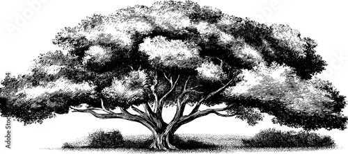 Vintage tree illustration in engraving style with negative space elements for botanical design