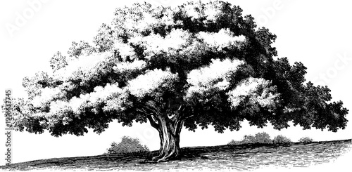 Vintage botanical tree hand drawn silhouette for design and decoration