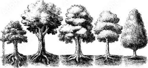 Gentle transformation through time: vintage botanical sketch of trees