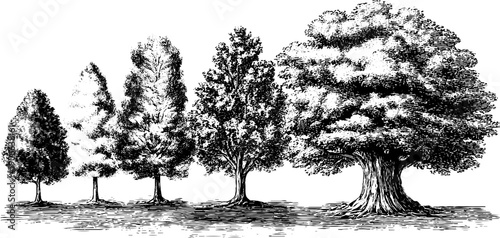April nature renewal: botanical engraving of trees through the seasons