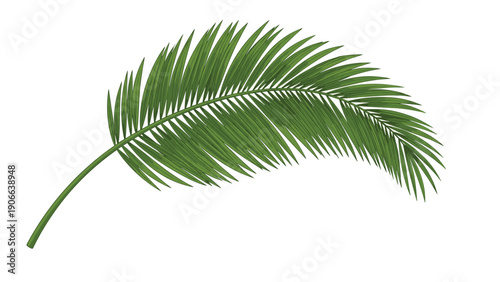 Single green palm leaf with a curved stem isolated on a white background representing tropical nature and peace.
