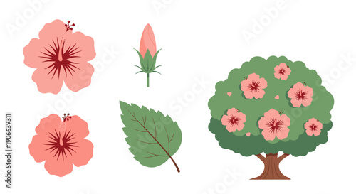 Vibrant Pink Hibiscus Flowers Bud Leaf and Flowering Tree Vector Illustration.