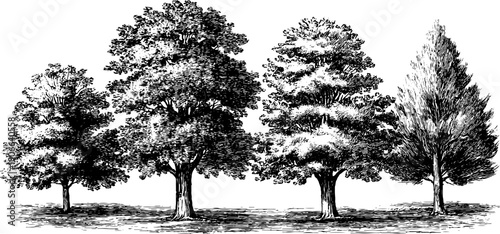 Autumn allegory with reflective posture in vintage botanical engraving - nature inspired artwork