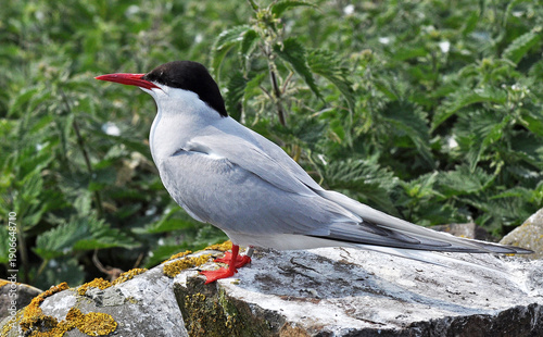 Arctic Tern on a rock