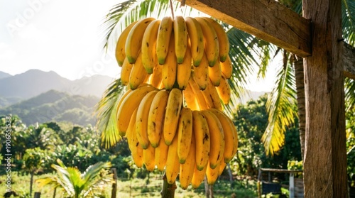 A bunch of vibrant yellow bananas hanging in the sun