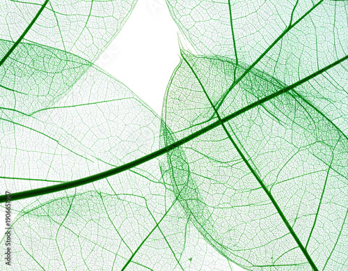 Delicate translucent foliage in overlapping layers, showcasing intricate vein structure and a subtle gradient