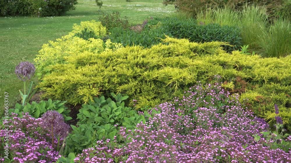 custom made wallpaper toronto digitalA sunny garden flowerbed with diverse textures. Features purple Allium, bright yellow juniper, sage foliage, euphorbia, and low-growing pink flowers in the foreground, backed by ornamental grasses.