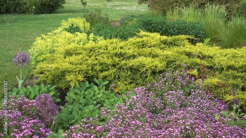 Wallpaper Mural A sunny garden flowerbed with diverse textures. Features purple Allium, bright yellow juniper, sage foliage, euphorbia, and low-growing pink flowers in the foreground, backed by ornamental grasses.  Torontodigital.ca