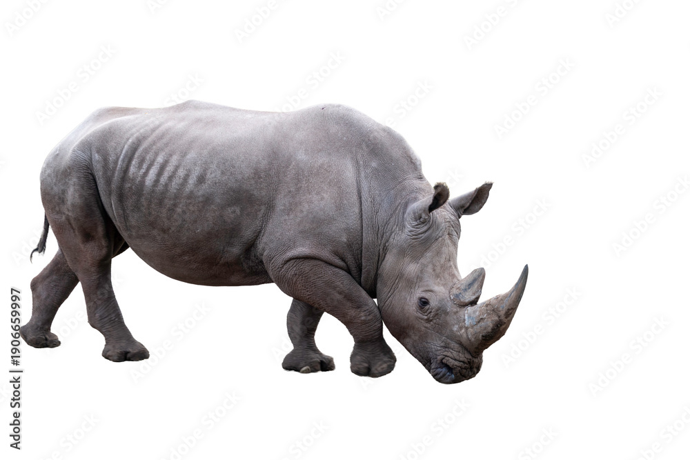 Fototapeta premium Bold Black Rhino Stands Proud on a Deep Black Background, Majestic Wildlife Portrait
