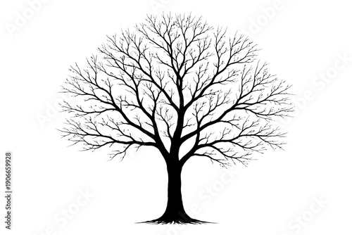 Black silhouette of a leafless tree with detailed branches on white background.
