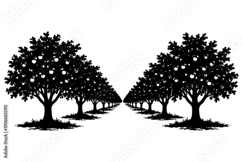 Silhouette of apple orchard trees in symmetrical alignment.