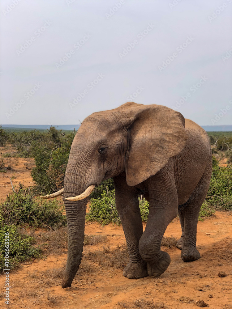 Fototapeta premium xzcxz