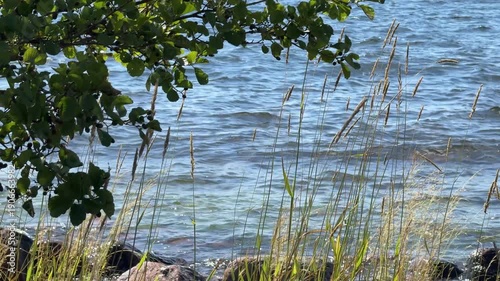 Reeds blowing in the wind at European archipelago, blue seawater and waves in the background, beautiful summer nature