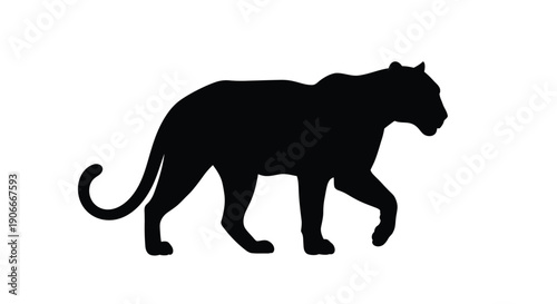 Black panther walking forward a striking animal silhouette