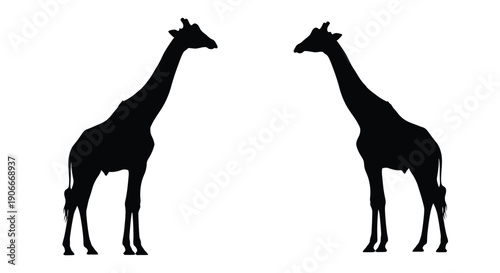 Two giraffes stand facing each other a striking black silhouette