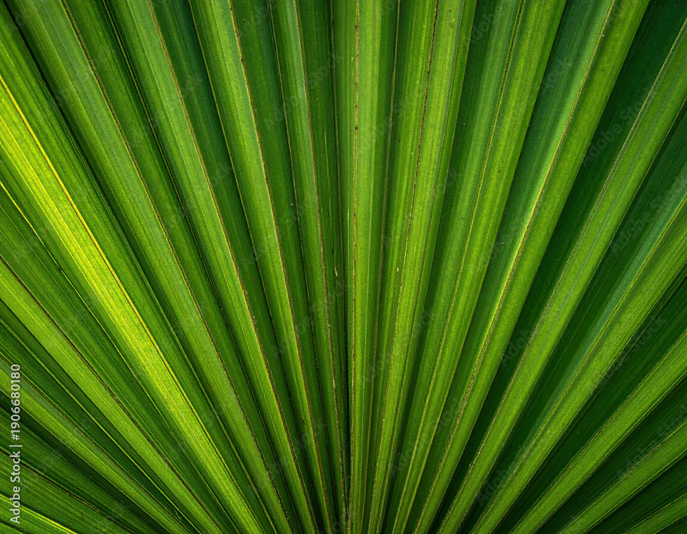 Obraz premium Close-up of a vibrant green palm leaf, radiating lines from a central point